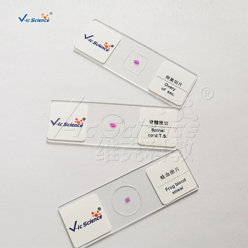 Medical Student Pathology Microscope Slide Medical Zoology Parasitology Microscope Slide Preparation
