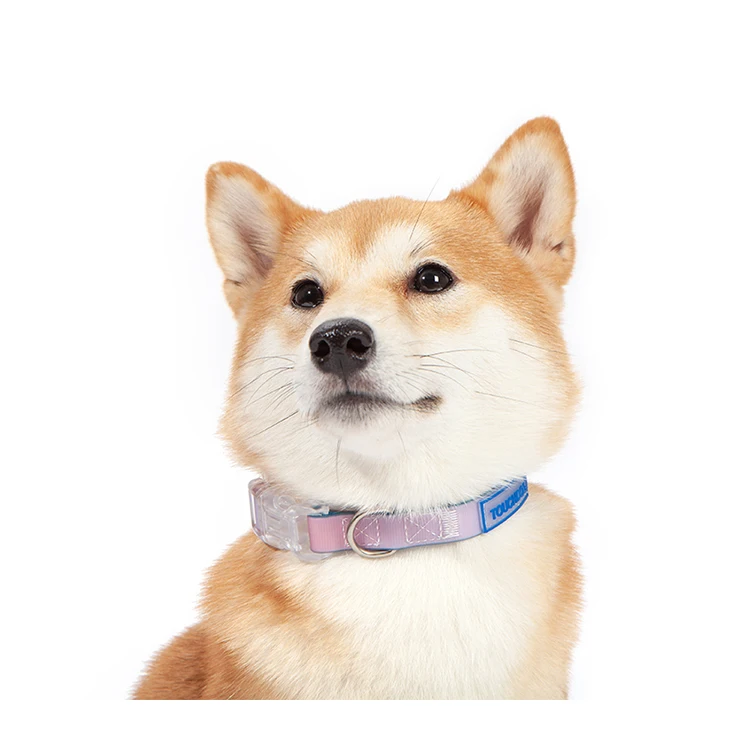 All kinds of pet leashes chain pet dog leash harness pet leash rope