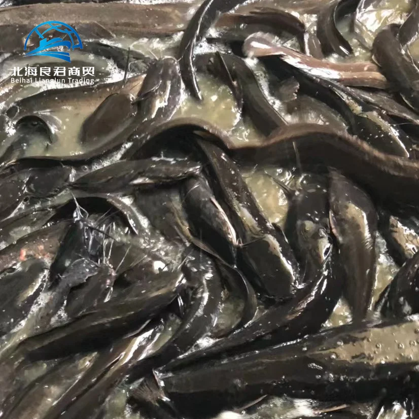 Wholesale supplier hot selling specialty natural seafood high-quality and healthy fresh frozen live catfish fish