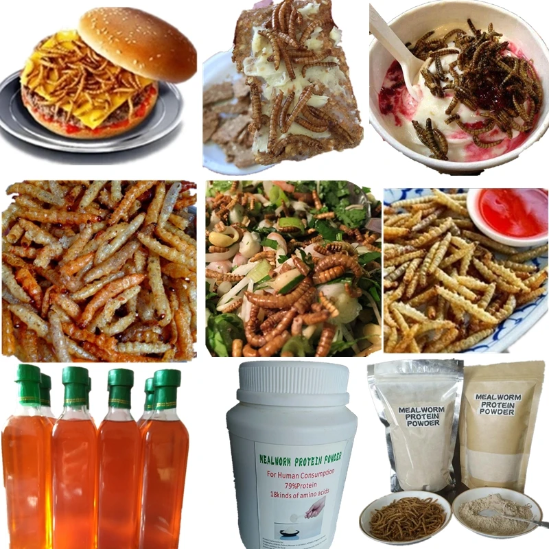
Human Meal Mealworms insect edible mealworm 