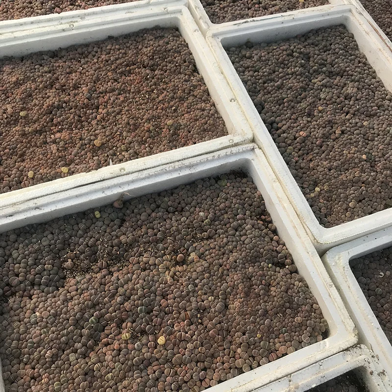 
lithops dinteranthus Stone Lithops seeding 0.3-1cm 1000-1200 pieces lithops live plant 