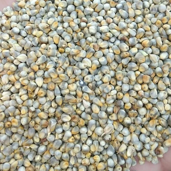 
Green Millet 