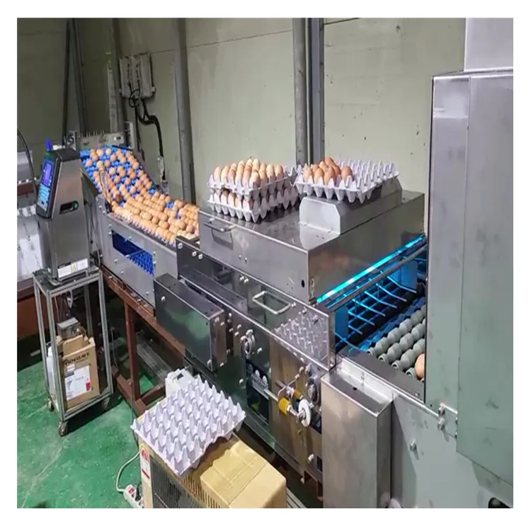 Multifunctional Automatic Egg Grading Packing Machine 500 Capacity New and Used for Chicken Egg Sorting and Packing