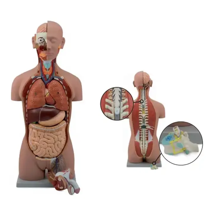 Anatomical Torso Model 85cm Torso With Internal Organs 27 Parts Medical 85cm Human Anatomy Torso Model