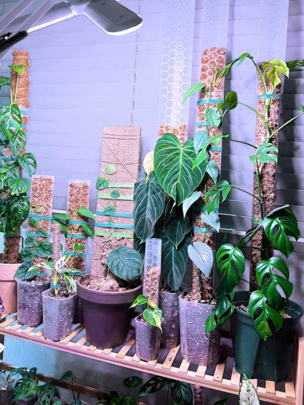 coco coir totem plants monstera garden small extension indoor climbing plant support stick hanging outdoor  pole moss poles