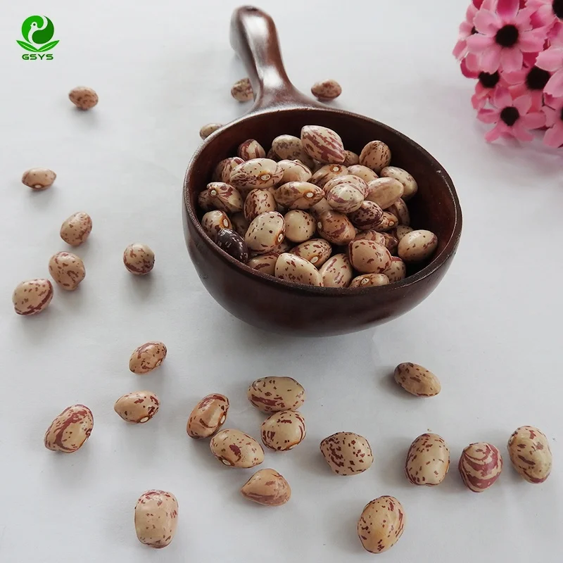 Kidney Bean of Xinjiang Round type light speckled Kidney Bean Wholesale