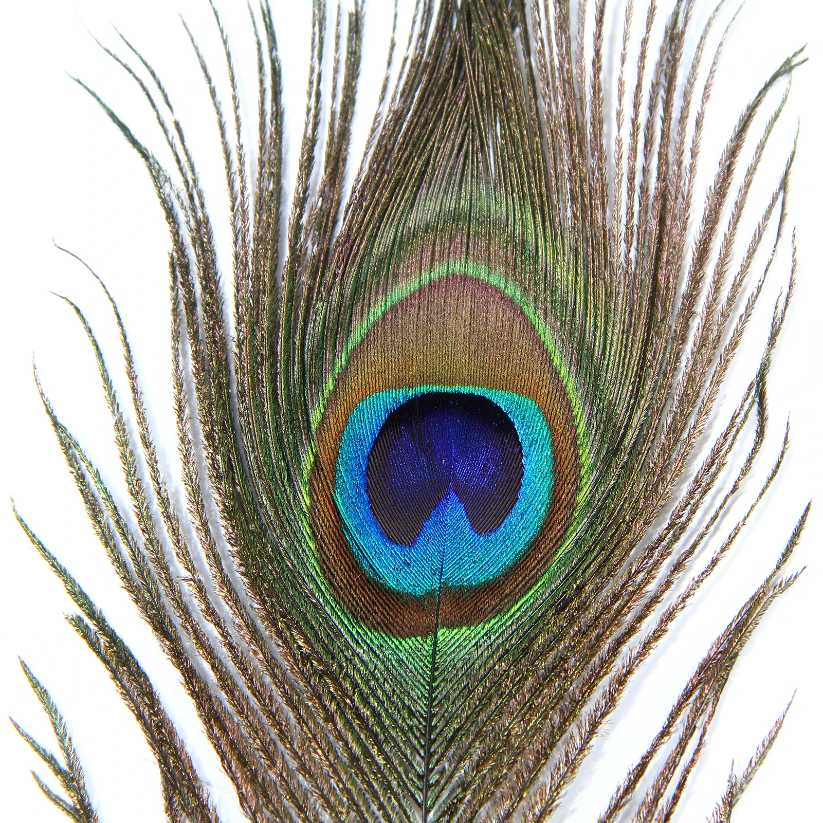 High Quality and Inexpensive Decor Peacock Feathers Real Natural Peacock Feathers Material for Cheap Sale DIY Craft Carnival