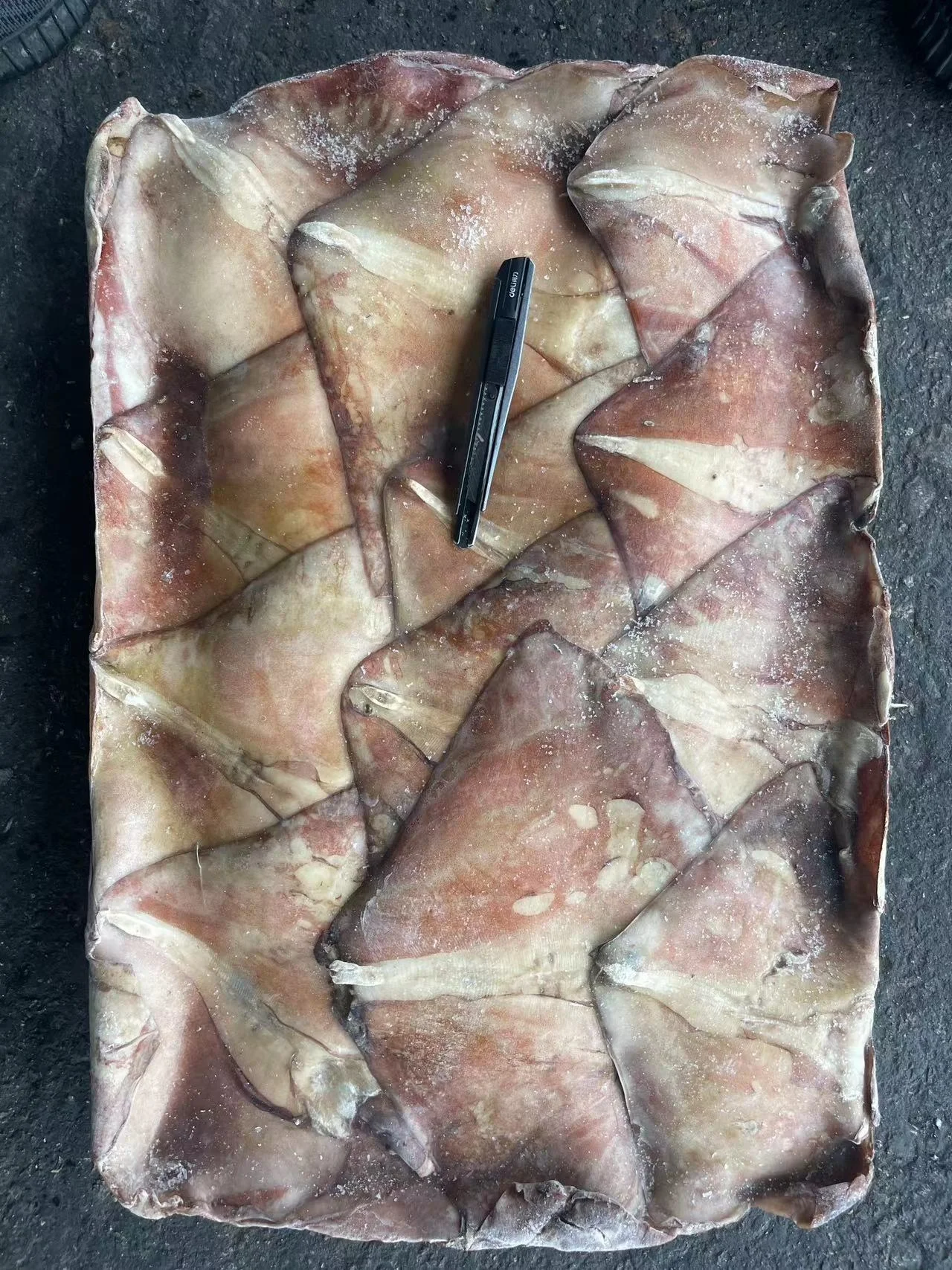 Good Quality Seafrozen Raw Material 1000-2000g Frozen Equator Squid Wing