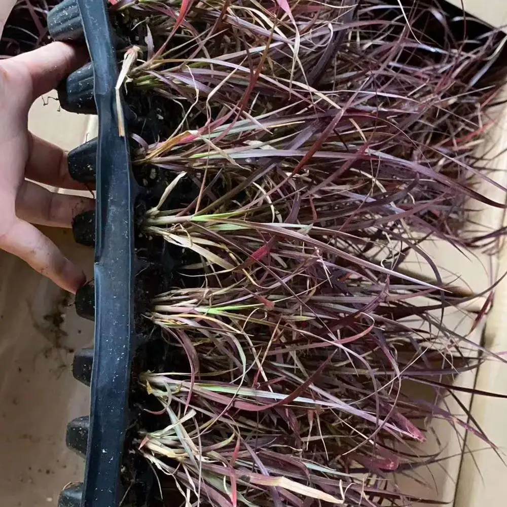 Культура тканей растений Pennisetum purpleback