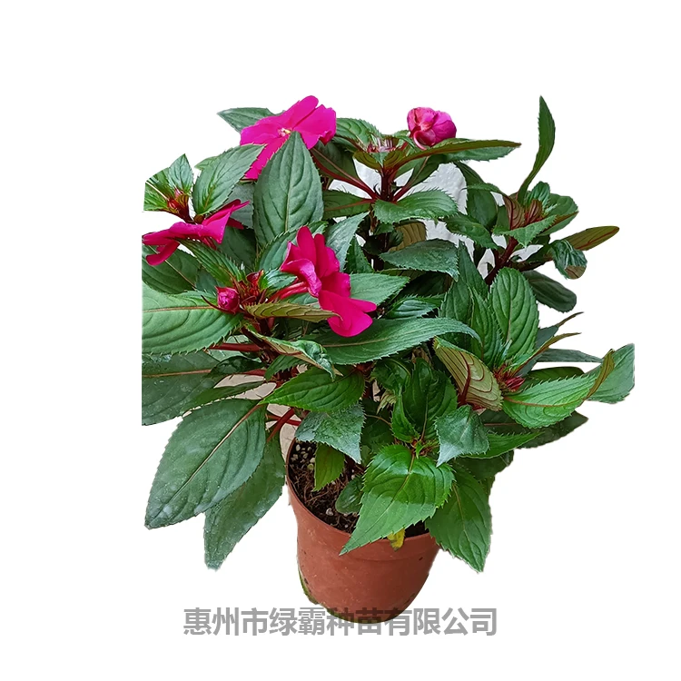 Лидер продаж, китайский производитель, натуральный садовый бальзам, бонсай