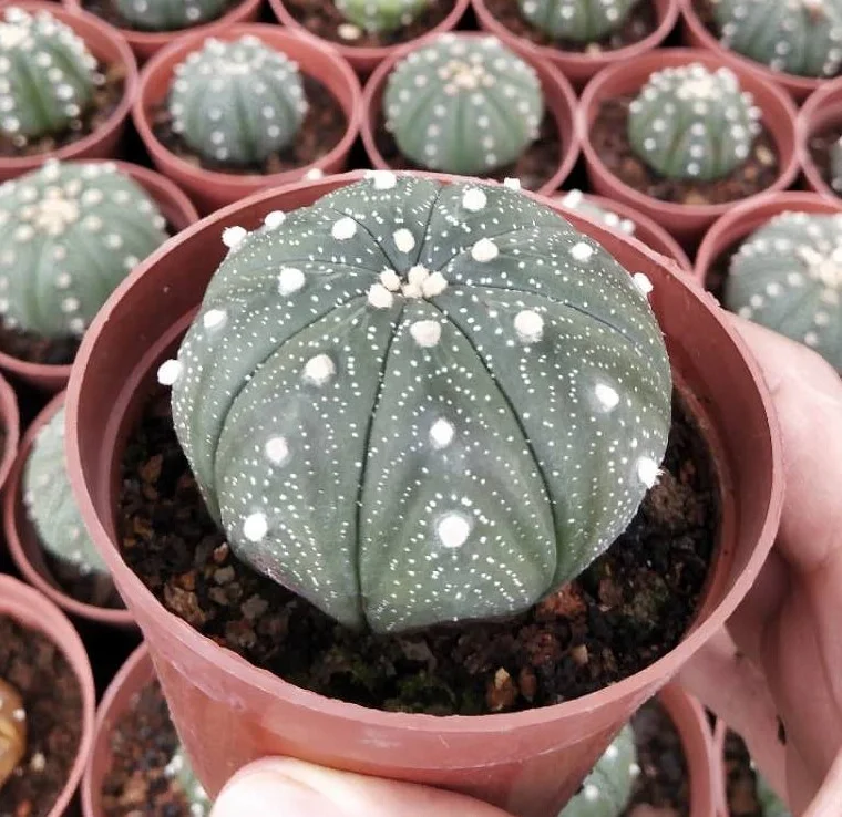 
2021 Hotsale promotion Astrophytum asterias Star cactus, beautiful cactus plant 