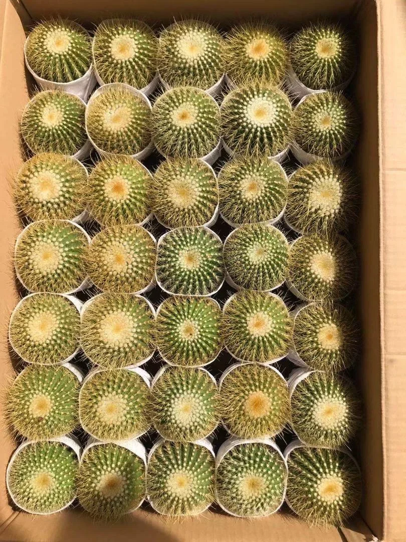 
Wholesale indoor live bead plant cactus 