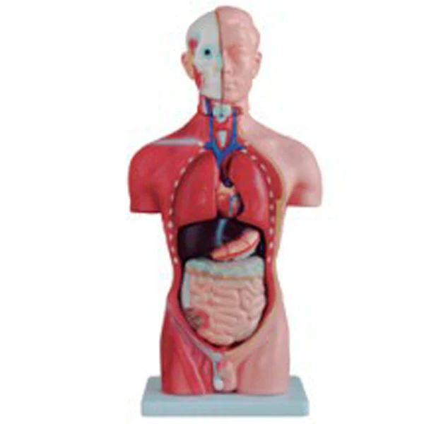 ADA-A1047 Medical Science 42cm/18 Parts Human Asexual torso model Anatomical Training Model