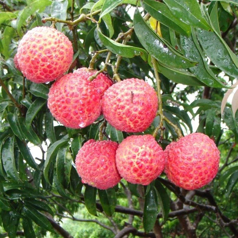 Wholesale Cheap Lychee Best Quality Fresh Fruit of Summer Healthy Fresh Lychee Grade 1