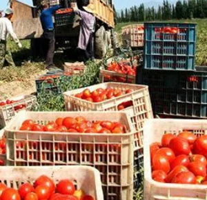 factory wholesale tomato paste price natural tomato paste 36/38 brix good taste  tomato paste