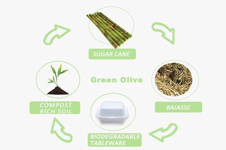 Biodegradable Compostable Eco Sugarcane Bagasse Fast Food Paper Containers