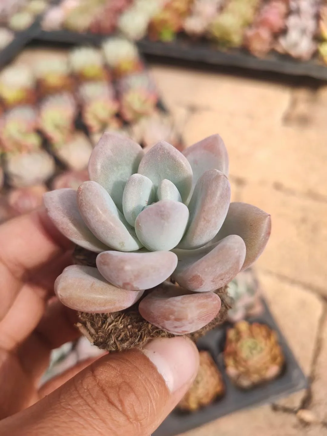 
Succulent mixed tray cactus wholesale natural plant succulent pot Korea Succulent tray Plants 50 pcs in each tray 