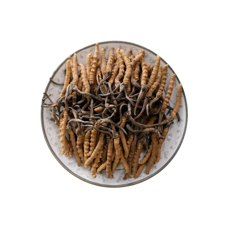 Supply High Quality Nature Cordyceps Sinensis Extract Powder Dried Cordyceps Sinensis
