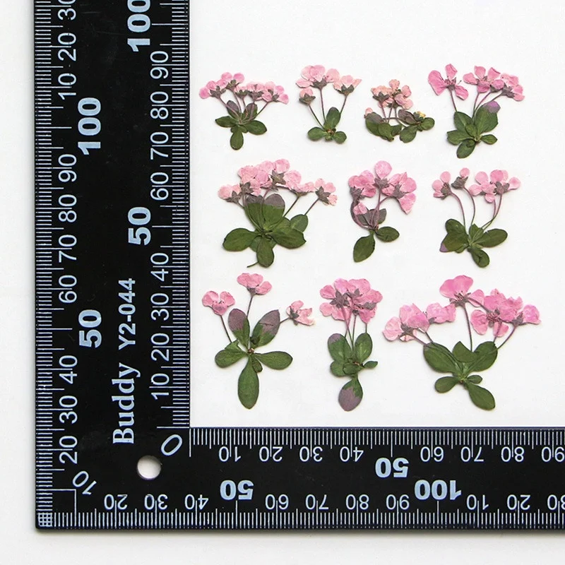 new product Diy Material dried dry giantfalsespiraea pressed False Spiraea flower for nails Bookmark Phone case photo frame