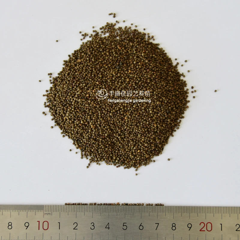 
2021 Perilla Fresh Perilla Seeds for Planting 