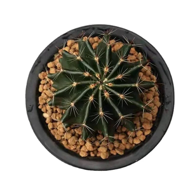 
Top Sale Guaranteed Quality Wholesale Lithops Natural Succulents Cactus 