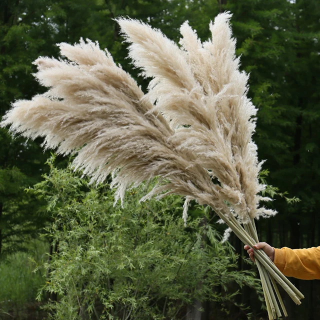 boho home wedding decor dried pompass grass flowers large pampas grass stems