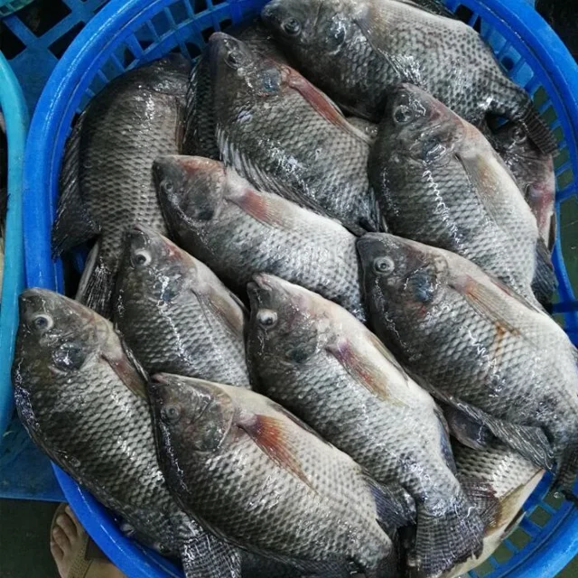 Frozen Whole Black Tilapia Fish Farming