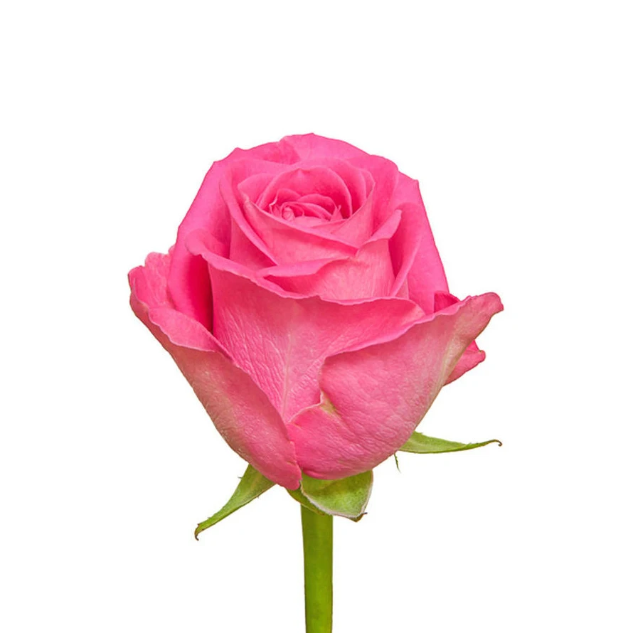 Kenyan Pink Fresh Cut Roses 3.5cm Headsize 52cm Stem Wholesale Retail for Christmas Wedding Flowers Minimum Order Bouquet