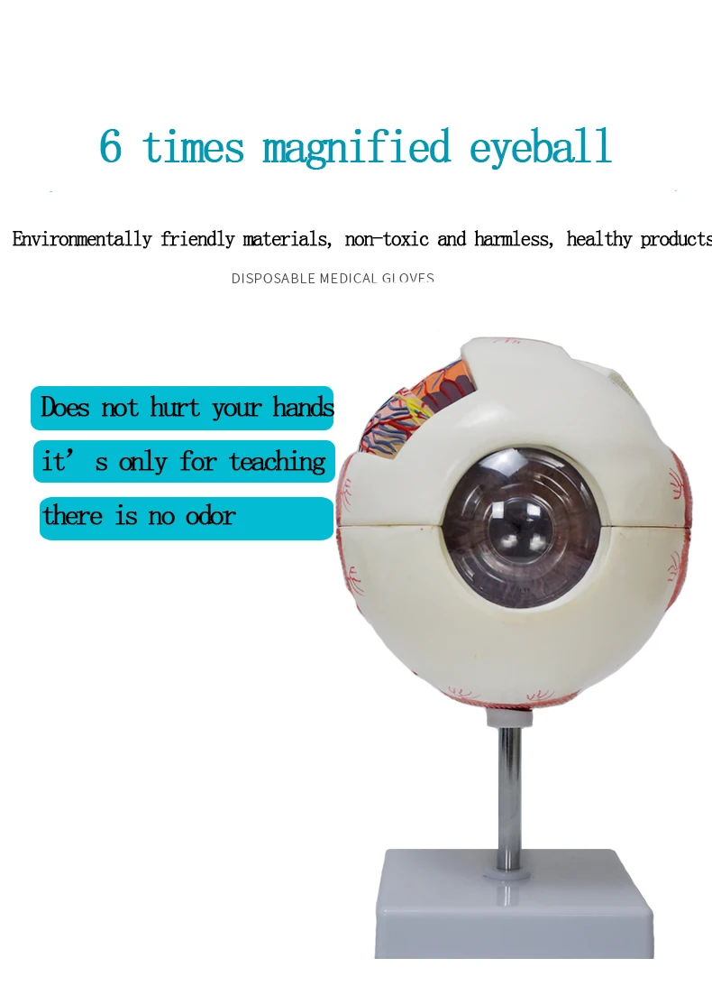 Production of High-quality Human Anatomical Models the Eyeball Showing Nerve Distribution and Structure