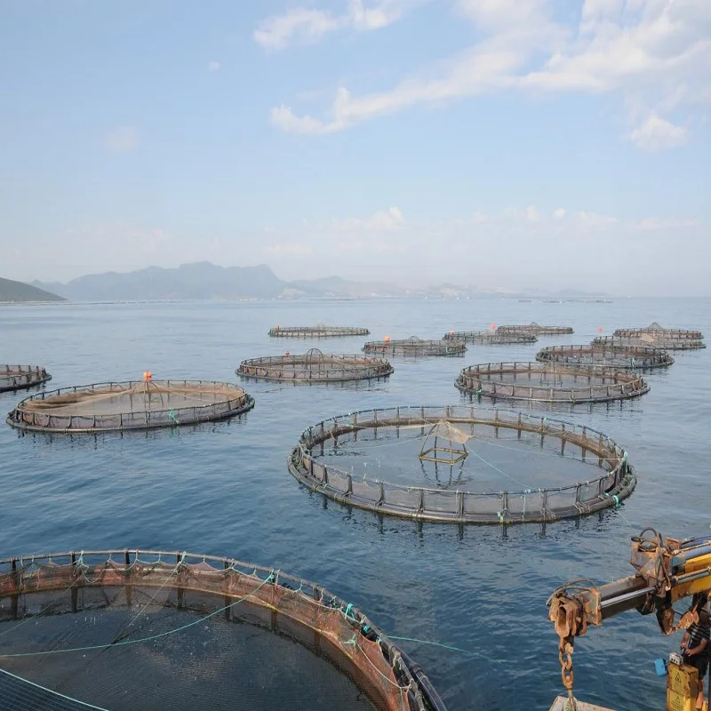 Increase Feed Conversion Rate Aquatic Feed Additive TMAO 98% Trimethylamine Oxide Dihydrate  For Aquaculture