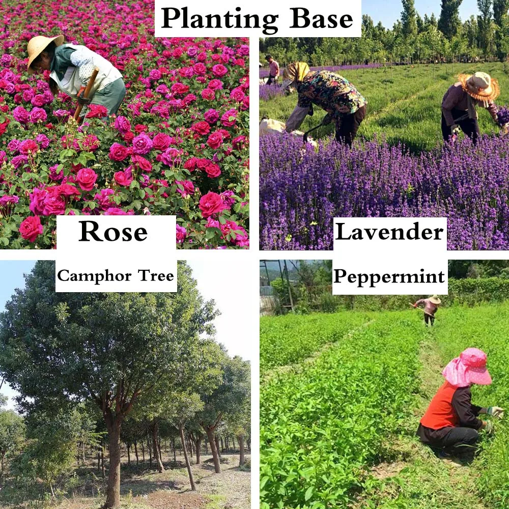 Wholesale 100% Pure Bulk Moringa Seed Oil Moringa Oil Nourishing Skin & Hair Care Essential Oil for Body Care Products