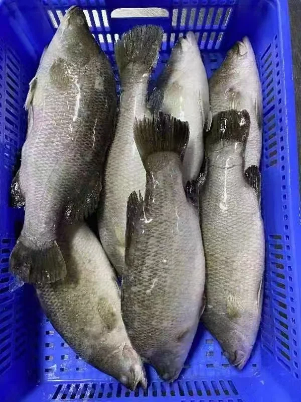 IQF  bass fish Japanese Seaperch Japanese Sea Bass
