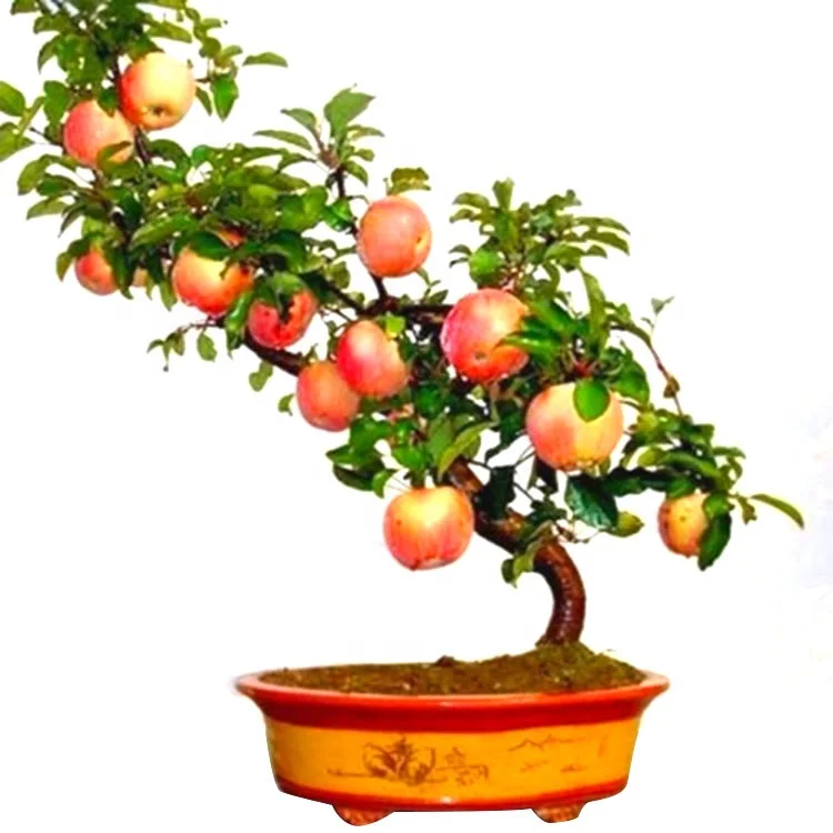 
Factory Direct Supply Fruit Seeds Apple Seeds For Sale 
