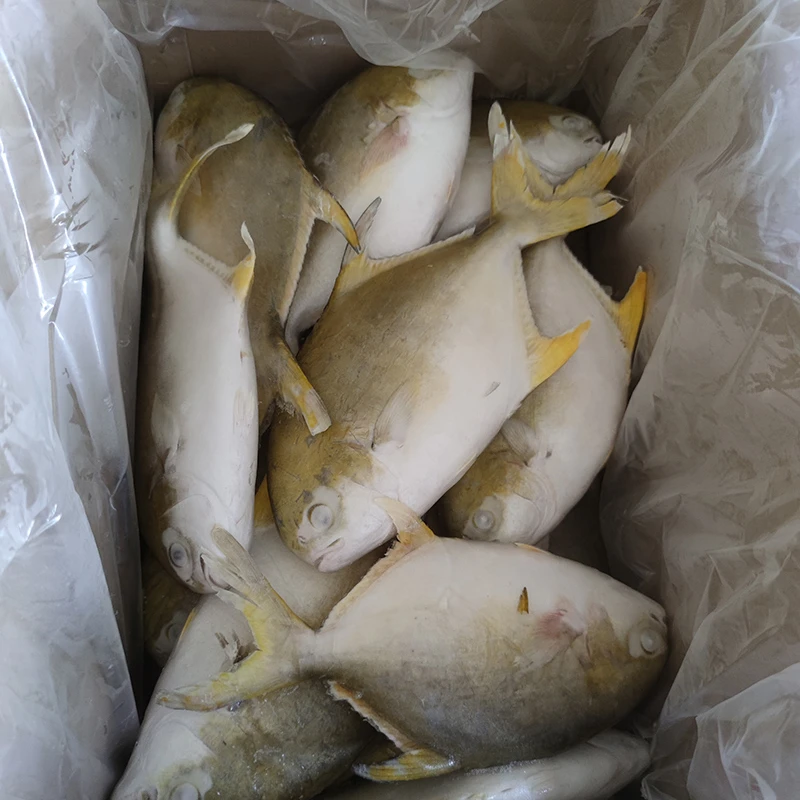 Golden Pomfret factory direct supply