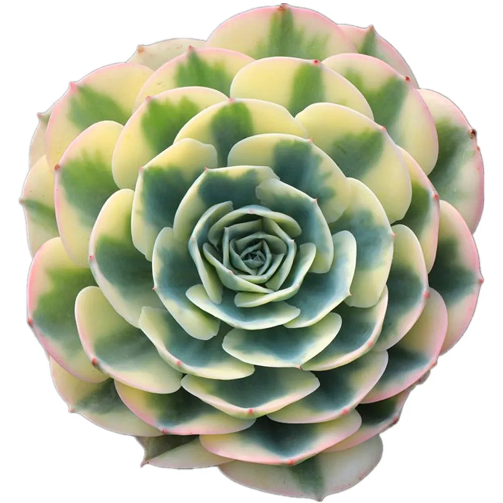  Оптовая продажа echeveria lenore варидин живые суккуленты оптовая древесные растения с собственной