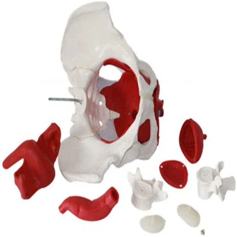 Production  PVC pelvic model medical science High-quality Teaching Model of Female Pelvic and Pelvic Muscles life size skeleton