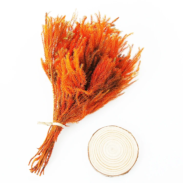 Summer Flora Wholesale natural decorative flowers preserved plant club moss for christmas ornament