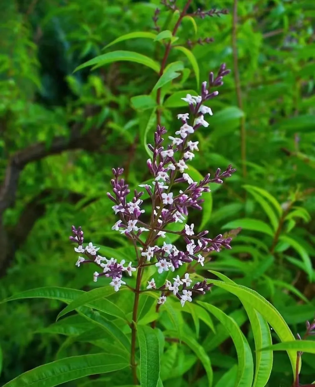 Natural Lemon Verbena Leaf Wholesale Lemon Verbena Tea Dry Ma Bian Cao wholesale dried pure leaf lemon verbena lea