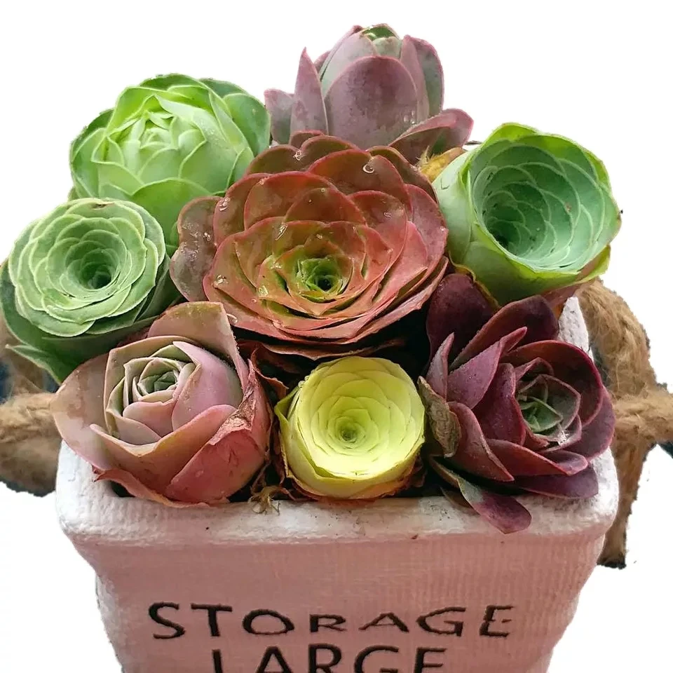 
Домашнее многолетнее натуральное растение, суккуленты 