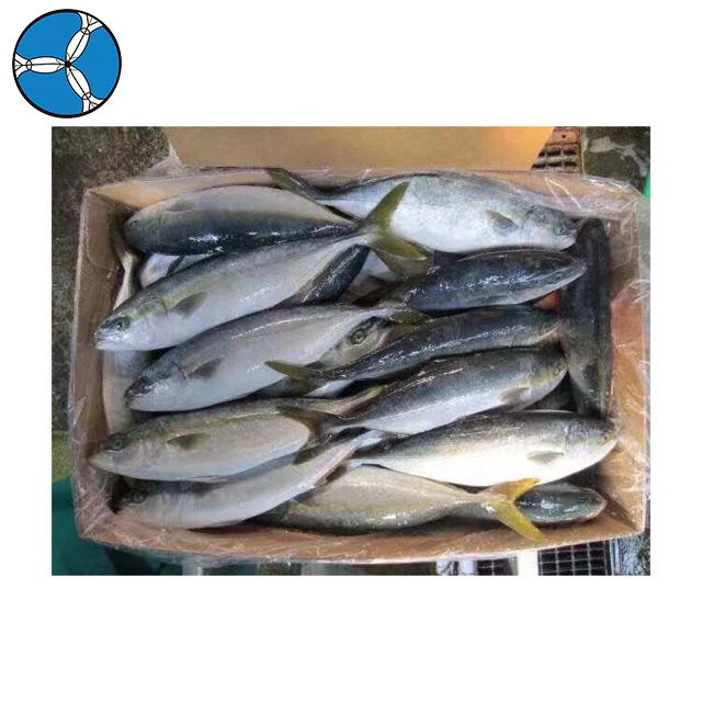 Good Price Top Quality Frozen Fish Yellow Tail Whole Fish for Sale