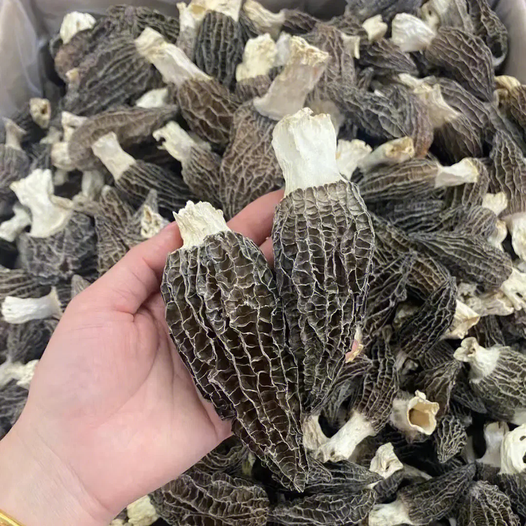 Huaran Yulin Guangxi China fungus mushroom wholesale Black Wild Morel Mushroom Dry Toadstool For Food