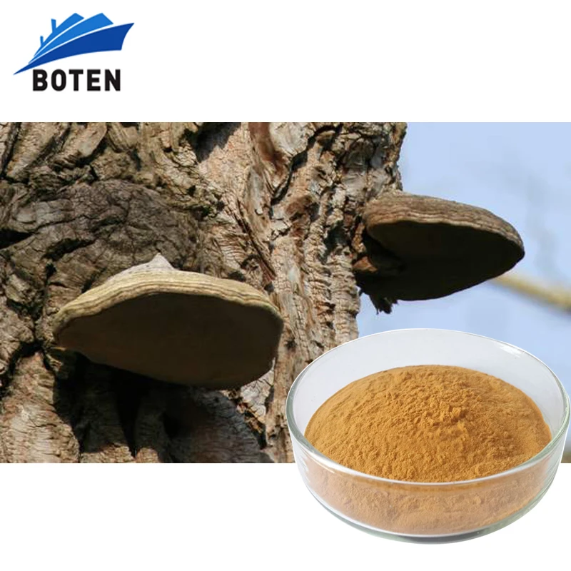 Fomes fomentarius L Fr Kick Extract Fomes fomentarius Amadou Tinder Conk mycelium extract