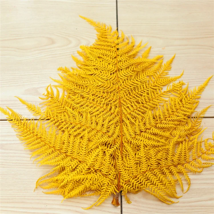 
2020 Amazon Hot sale Home decorative flowers Big Fern Leaf Real Natural Preserved flower Fern leaves 
