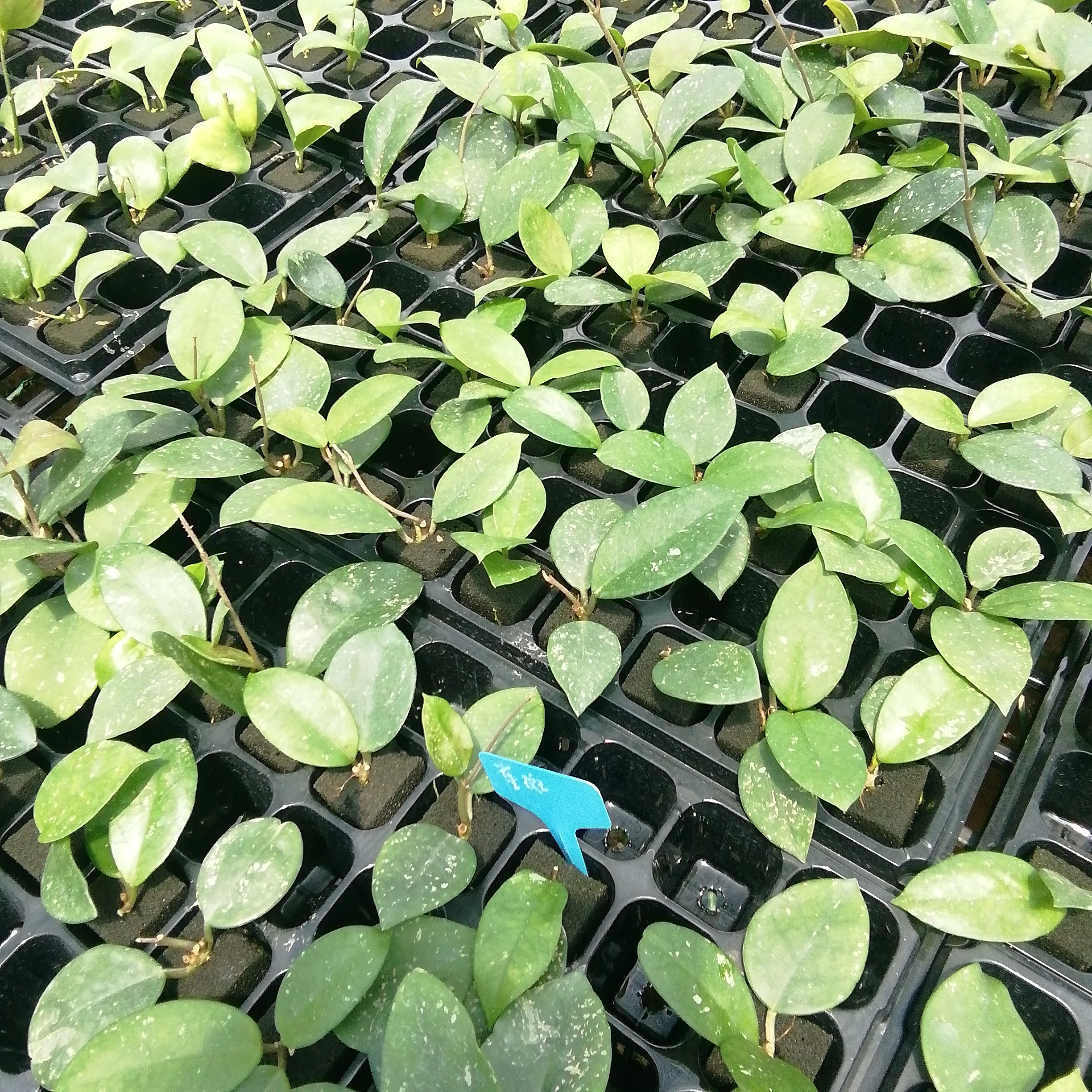 
Indoor ornamental plant hot wholesale high quality real plants Hoya Carnosa Stardust of indoor plants Supplier 