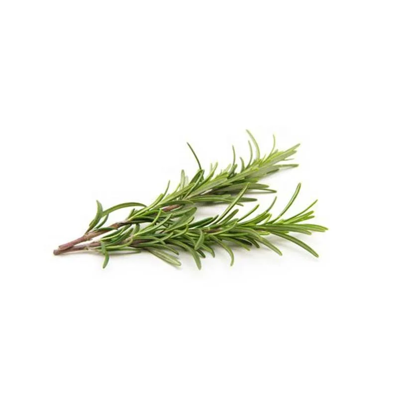 Bulk Wholesale 100% Pure dried rosemary leaves from egypt