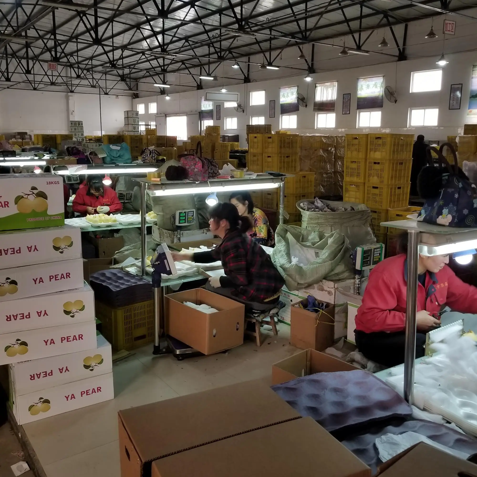 Свежая груша Корона груша упаковка в 10 кг/коробка оптовик