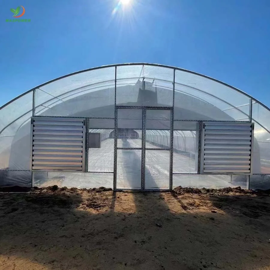 Single-span tunnel greenhouses for roses ,cucumber ,tomato ,canabs, blueberry growing