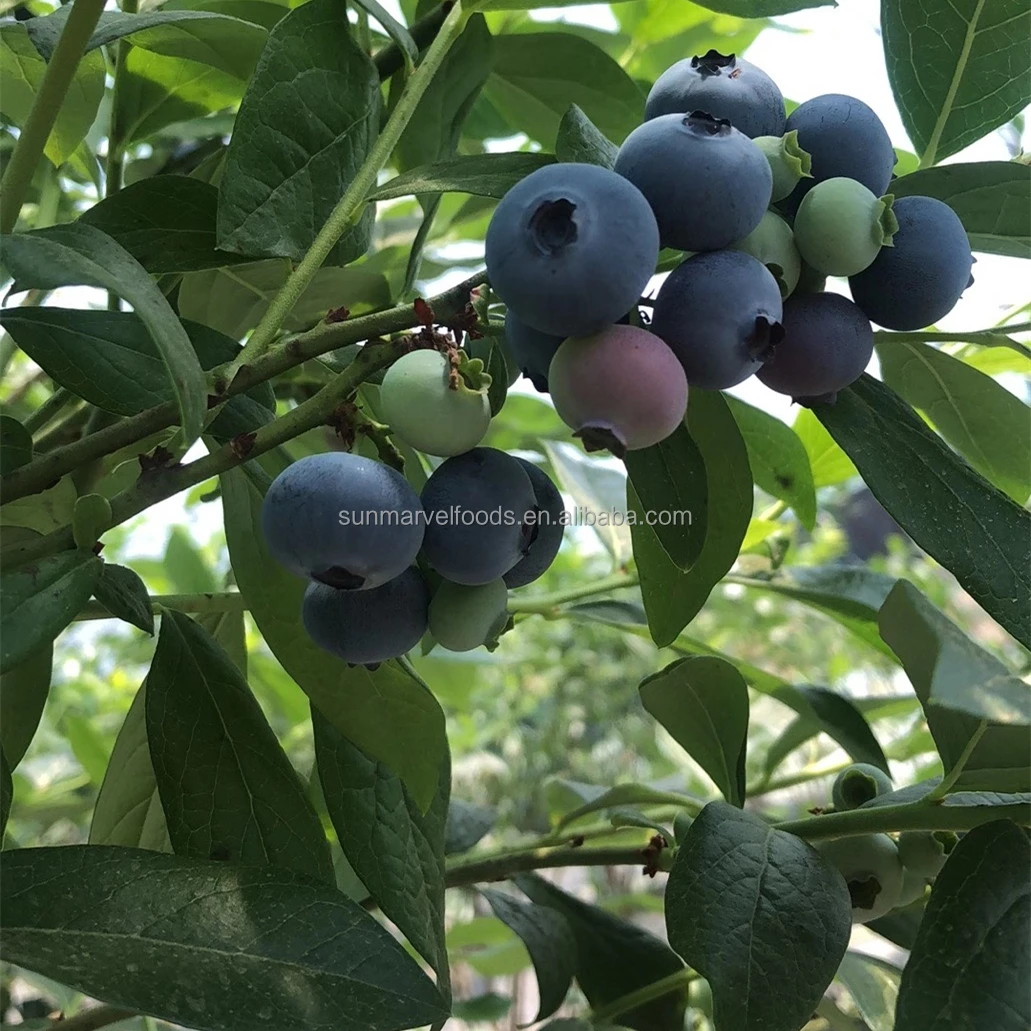 Factory Price Frozen fruits The best Frozen blueberries in Best Sellers from China