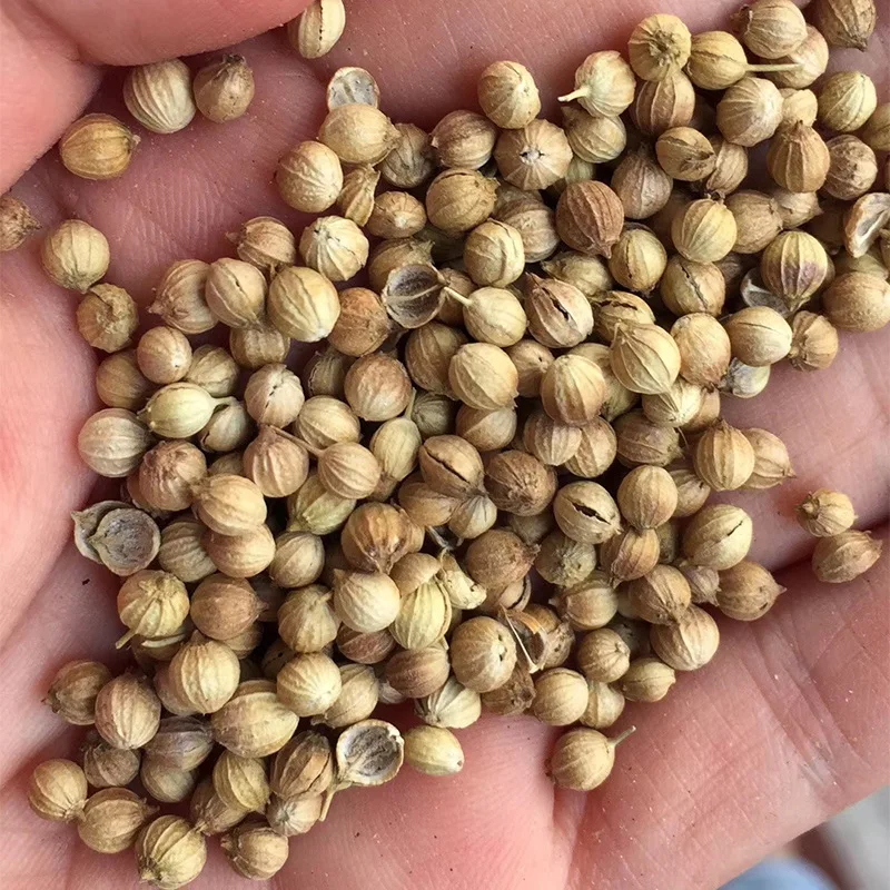 Прямые продажи с оригинального нового урожая, 100% натуральные сильный вкус, семена кориандра