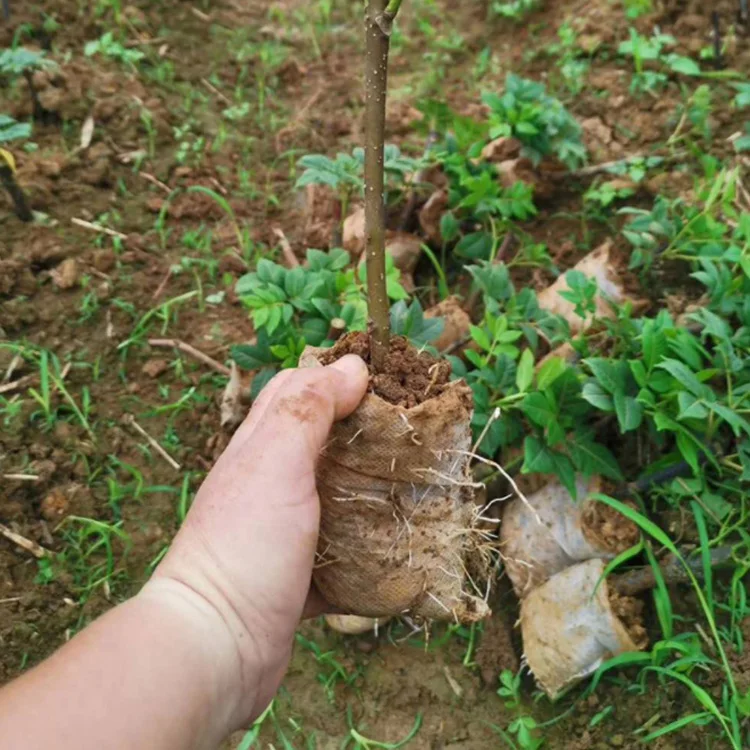 Eco Friendly Non Woven Fabric Biodegradable grow bag Vegetables Plant pot Flower Grow Seedlings  Pot  tree Seedlings bag